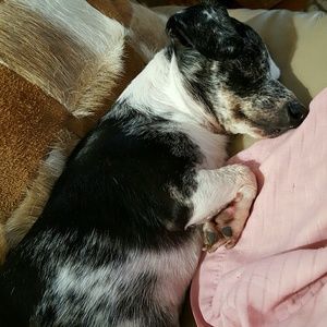 Meet your Posher, Dale